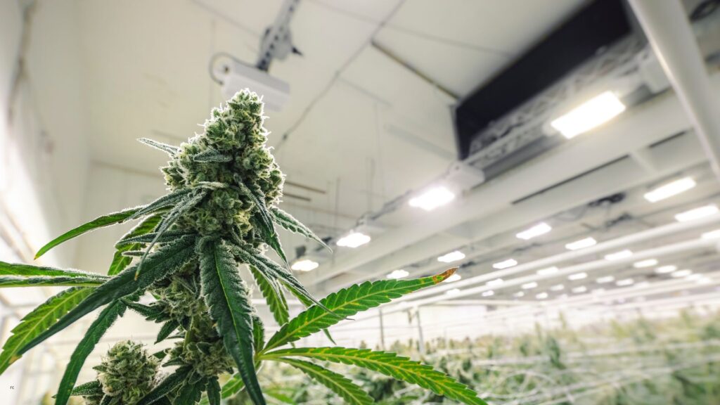 Cultivo indoor
