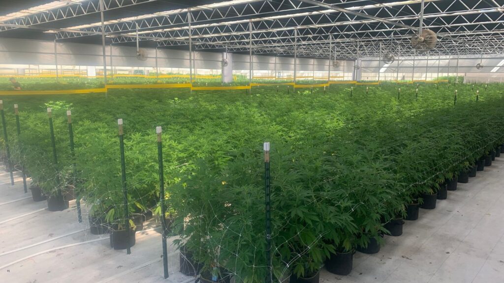 Cultivo protegido legalizado Cultivo protegido