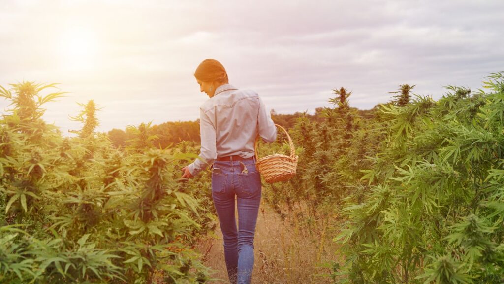 Cultivo legalizado Cannabis no campo