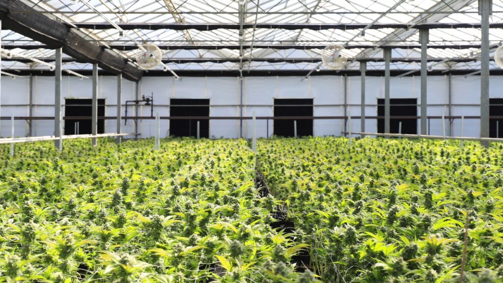 Cultivo Cannabis RDC